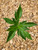 Yuzu cold-hardy citrus tree for sale