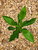 Ichang Lemon cold hardy citrus tree for sale