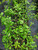 Gigantic Ningxia large fruited goji potted plant for sale