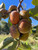 mikkusu jt-02 hybrid persimmon fruit
