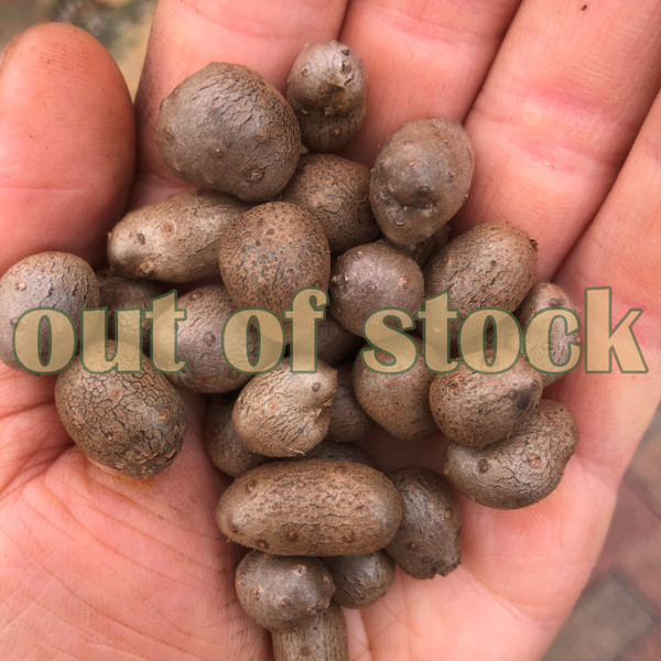 Dioscorea polystachya / opposita bulbils