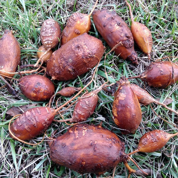 groundnut apios americana tubers