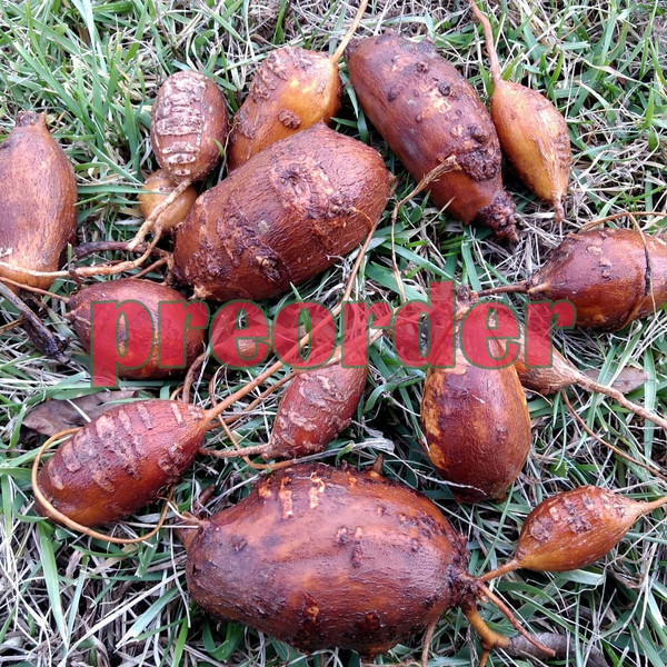 groundnut apios americana tubers for sale