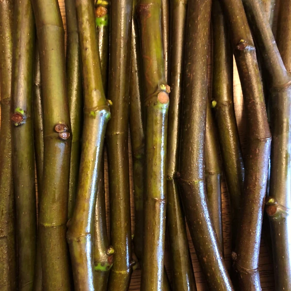 Hardy chicago Fig ficus cuttings