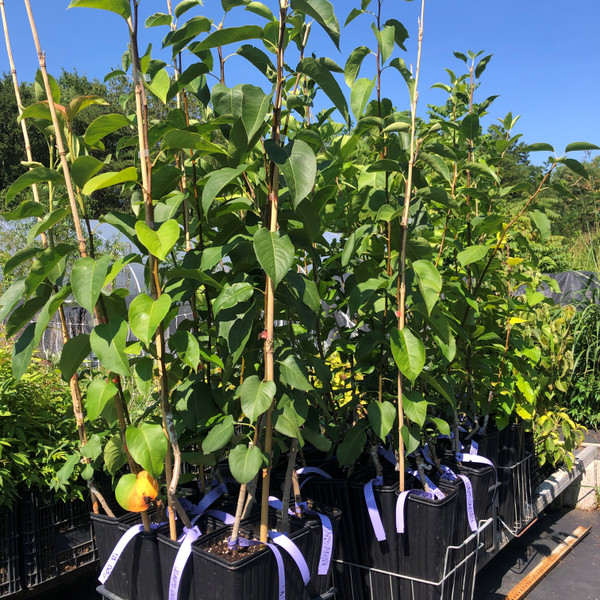 Grafted asian pear trees