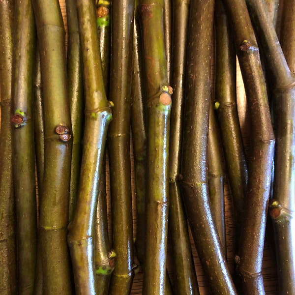 fig cuttings