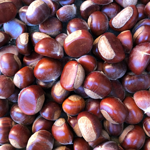 Fresh whole sweet chestnuts for eating