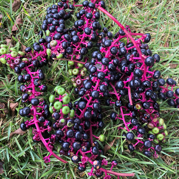 Pokeweed - Phytolacca americana