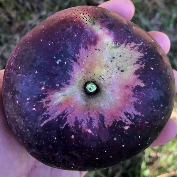 arkansas black apple