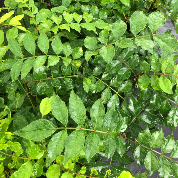 Szechuan Pepper Tree (Zanthoxylum simulans)