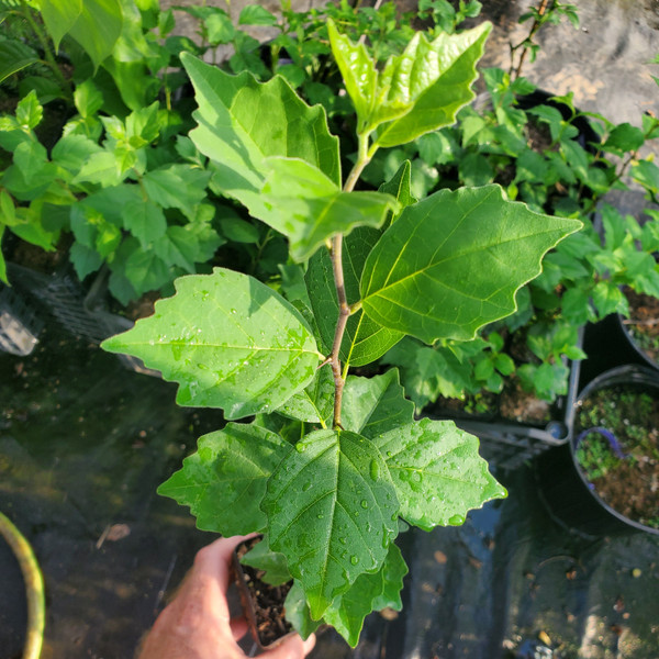 Che fruit seedlings for sale