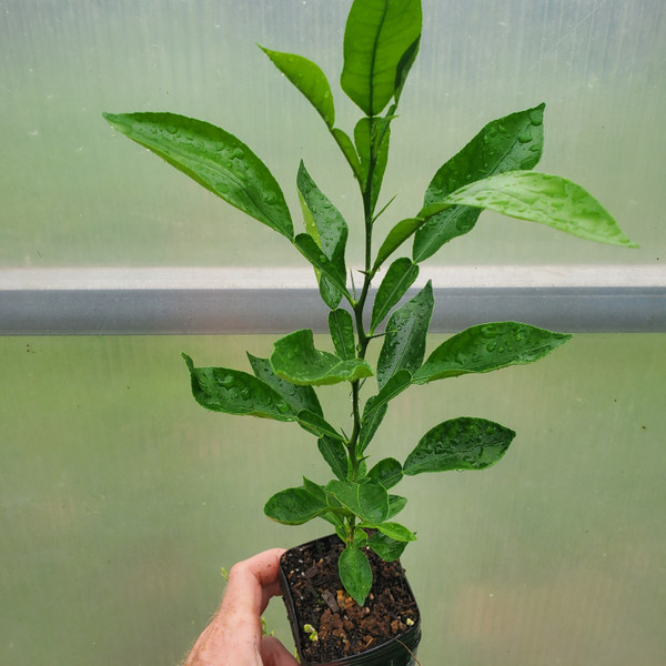 Ichang Lemon cold hardy citrus tree for sale
