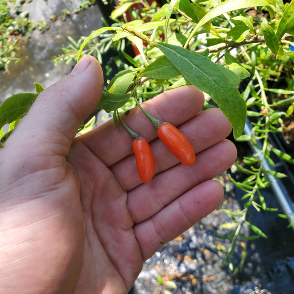 Gigantic Ningxia large fruited goji