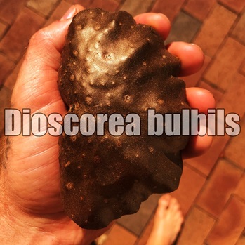 Dioscorea bulbils