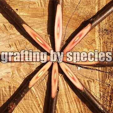 grafting by species