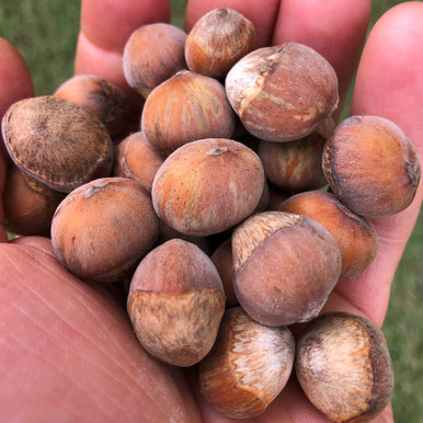 Interwoven Nursery | Hybrid Hazelnut Seed