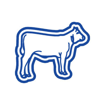 Steer Heifer