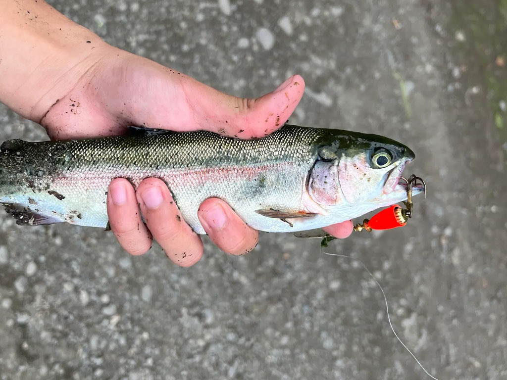 Anchorage Fishing Report