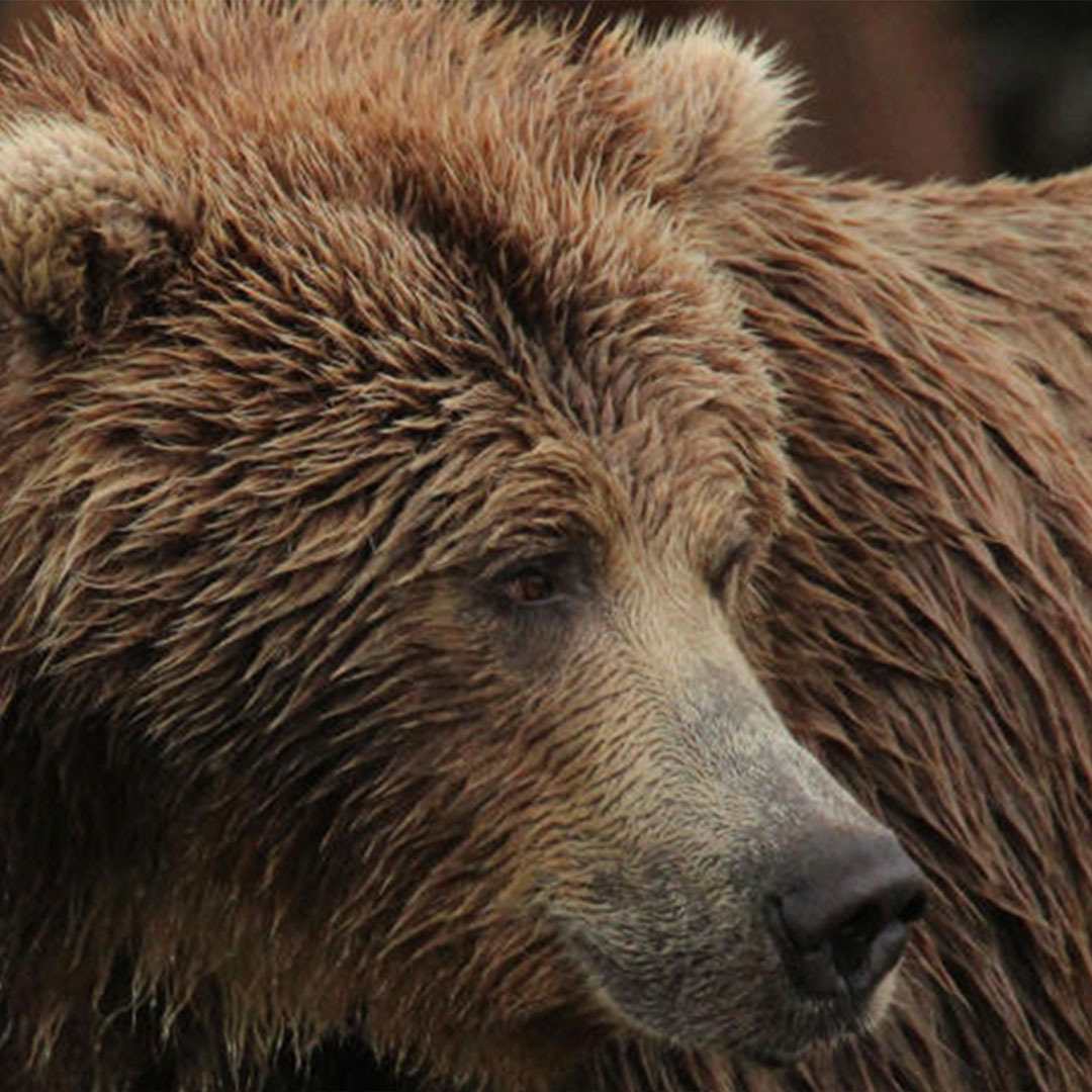 Bear Spray