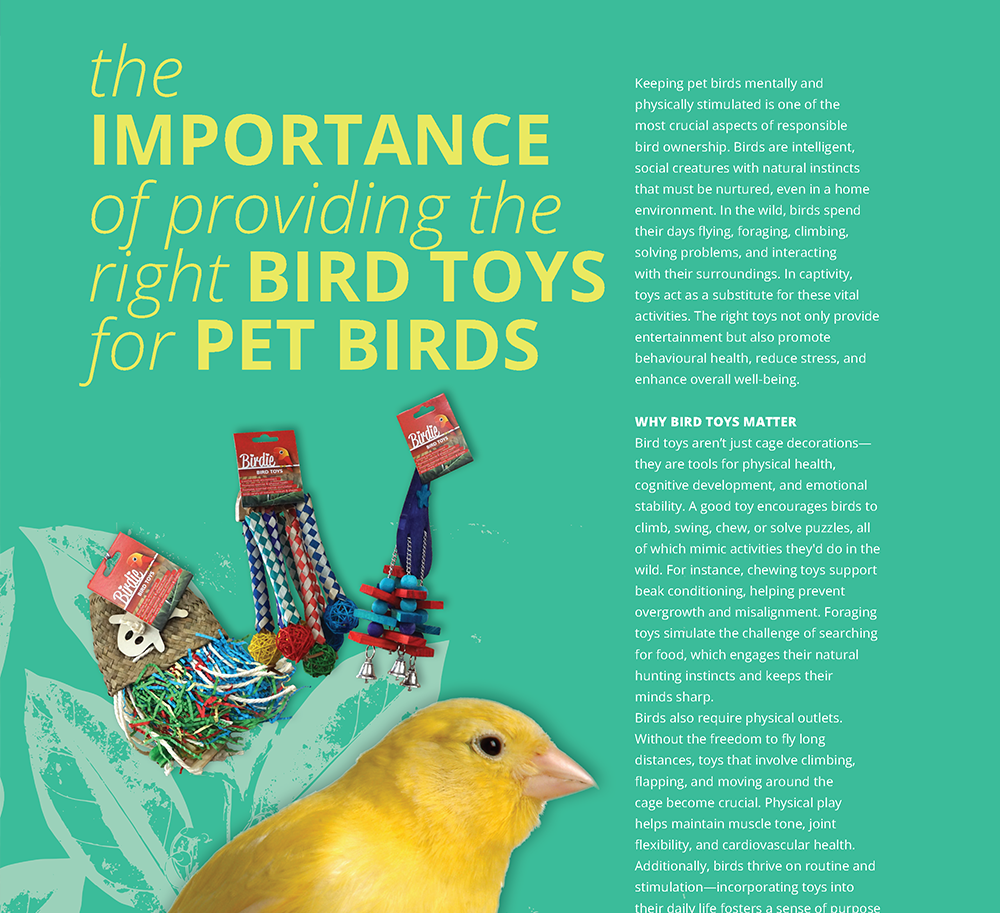 The Importance Of Providing The Right Bird Toys For Pet Birds