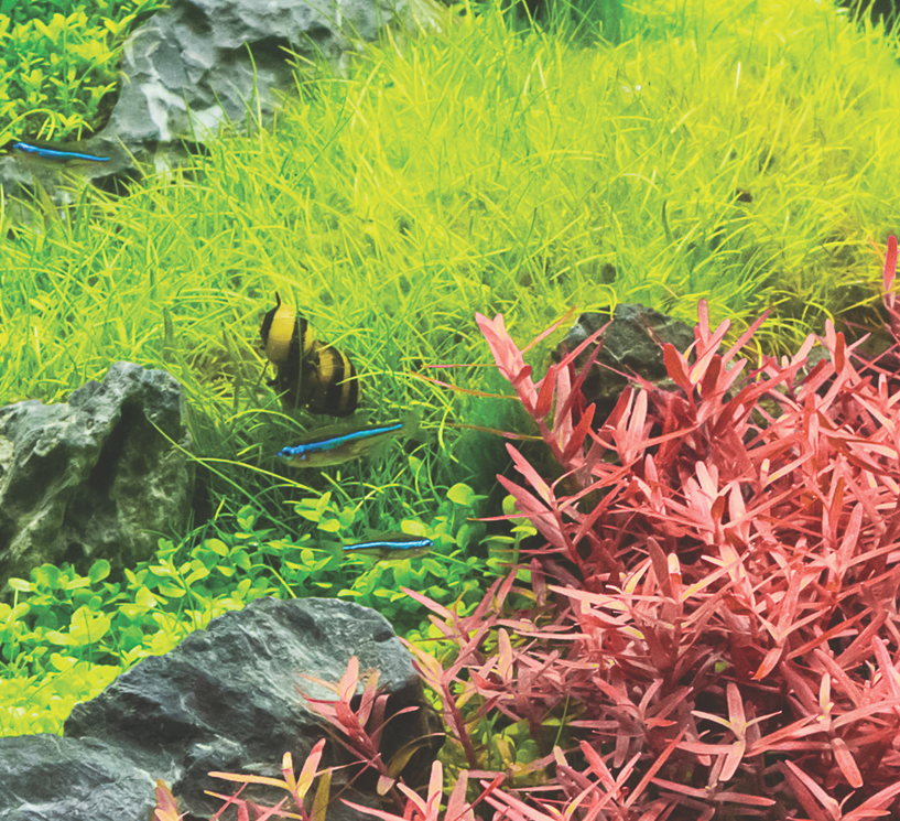 AQUASCAPING 101 | With Bioscape