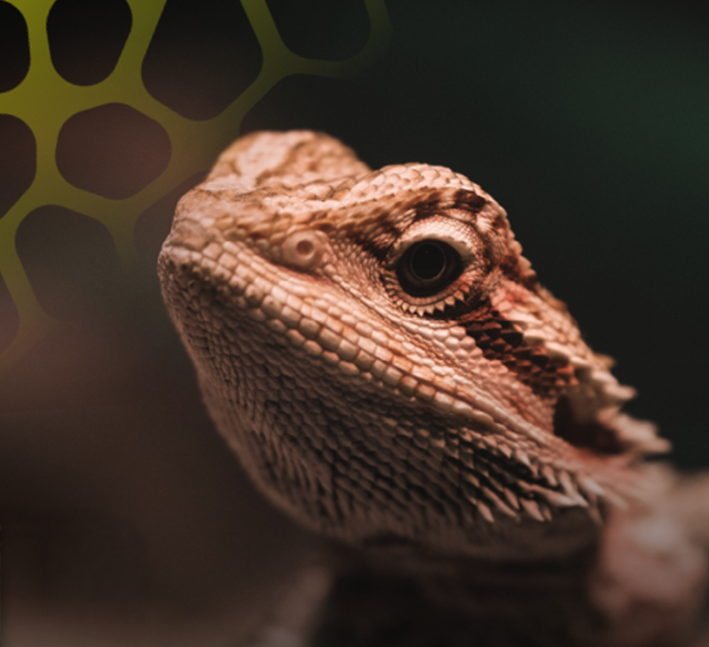 25 Years of Innovation: The Exo Terra Legacy