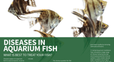 DISEASES IN AQUARIUM FISH - What is best to treat your fish?​