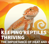 KEEPING REPTILES THRIVING | The Importance of Heat and Light