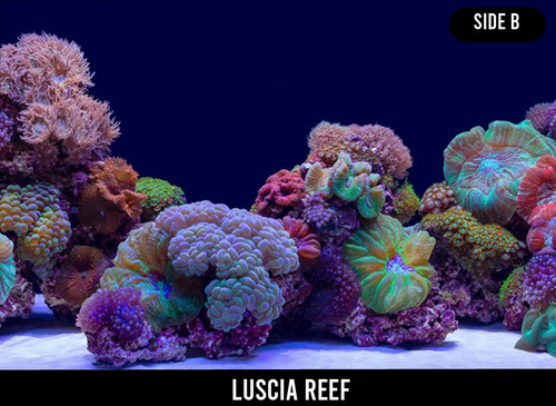 SeaView Coral Bliss/Luscia Reef Background 30cm (Per Metre)  (SV01738)