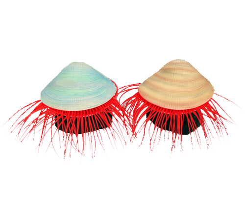 Aqua One Flexiscape Flame Scallop Assorted Colours 7.5cm 1pk (29430)
