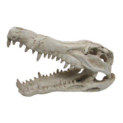 URS Croc Skull Medium 250x115x155 (O.SCSKM)