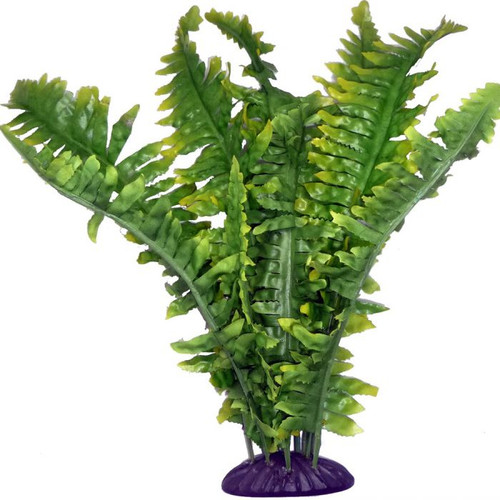 Komodo Boston Fern 25cm