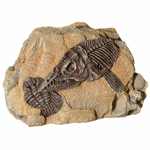 Reptile One Fossil Ichthyosaur Rock Cave (37151)