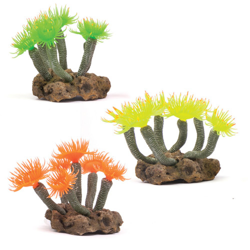 Kazoo Soft Tree Coral (19497)