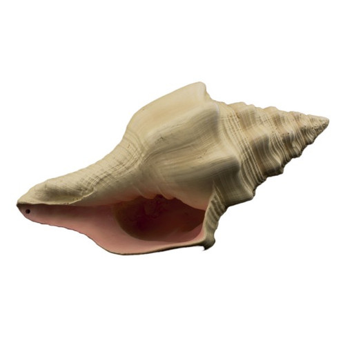 Bioscape Murex Shell 17.5cm (LH156)