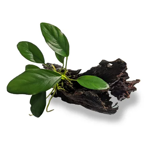 Pisces Live Plant Anubias Lucy - Mini Driftwood