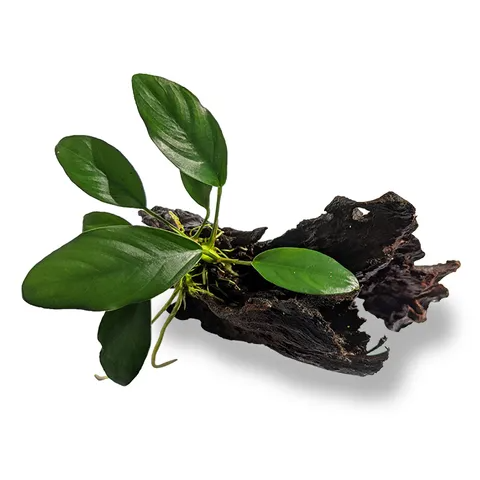 Pisces Live Plant Anubias Lucy - Mini Driftwood