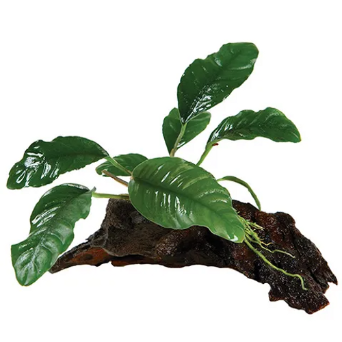 Pisces Live Plant Anubias Coffeefolia - Mini Driftwood