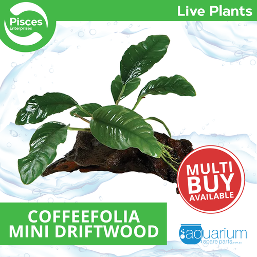 Pisces Live Plant Anubias Coffeefolia - Mini Driftwood