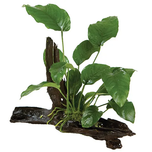 Pisces Live Plant Anubias Barteri (Old) - Mini Driftwood