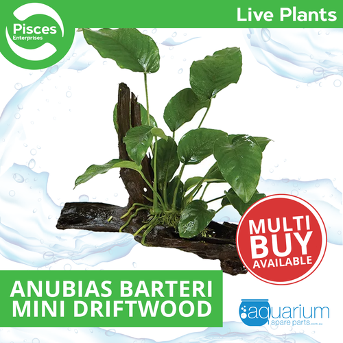 Pisces Live Plant Anubias Barteri (Old) - Mini Driftwood