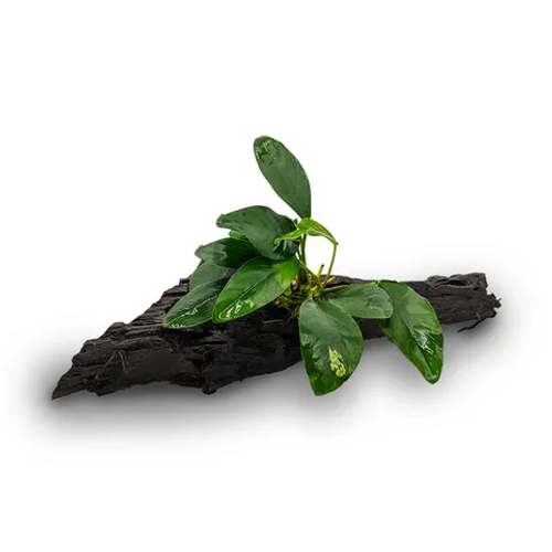 Pisces Live Plant Anubias Petite Nana - Mini Driftwood