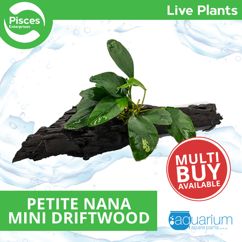 Pisces Live Plant Anubias Petite Nana - Mini Driftwood