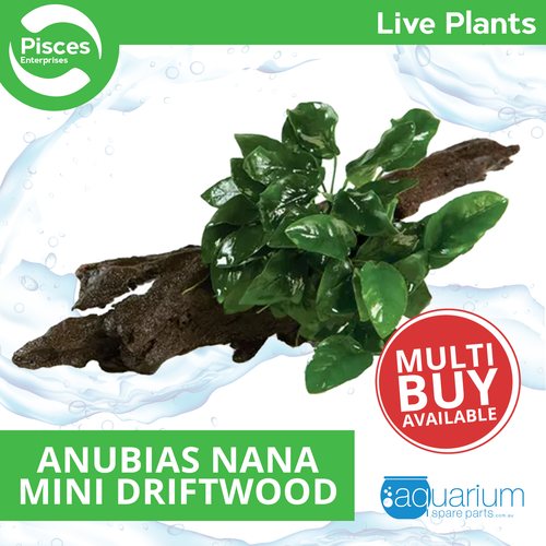 Pisces Live Plant Anubias Nana - Mini Driftwood