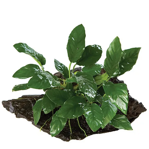 Pisces Live Plant Anubias Paco - Mini Driftwood