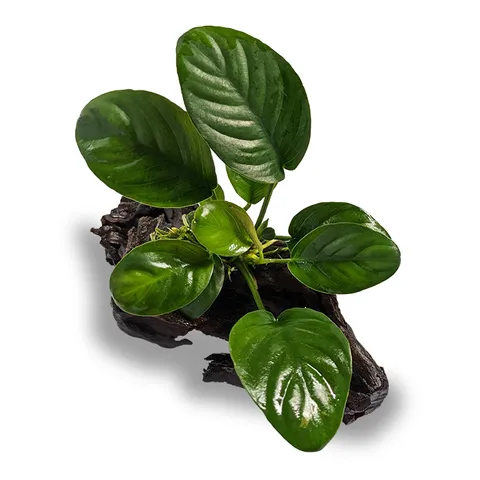 Pisces Live Plant Anubias Jenny - Mini DriftWood