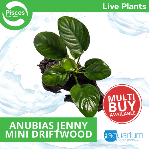 Pisces Live Plant Anubias Jenny - Mini DriftWood