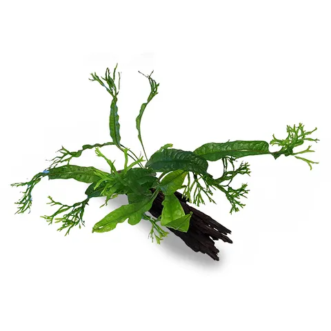 Pisces Live Plant Microsorium Crested - Mini Driftwood