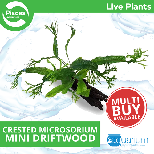 Pisces Live Plant Microsorium Crested - Mini Driftwood