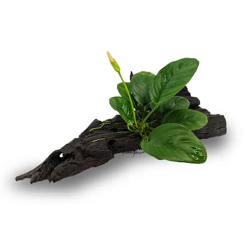 Pisces Live Plant Anubias Jenny - Medium Driftwood